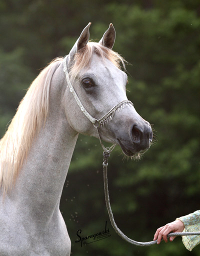 Namir Al Nazarra ( Ansata Sinan x BSA Nazarra )