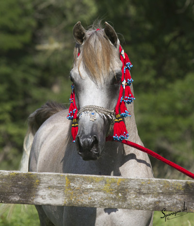 Namir Al Nazarra ( Ansata Sinan x BSA Nazarra )