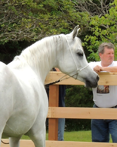 Safina Al Badia ( Al Adeed Al Shaqab x Ramses Effendi )