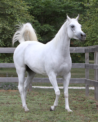 Safina Al Badia ( Al Adeed Al Shaqab x Ramses Effendi )