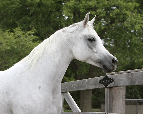 Safina Al Badia ( Al Adeed Al Shaqab x Ramses Effendi )