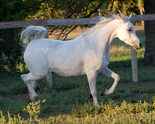 Safina Al Badia ( Al Adeed Al Shaqab x Ramses Effendi )