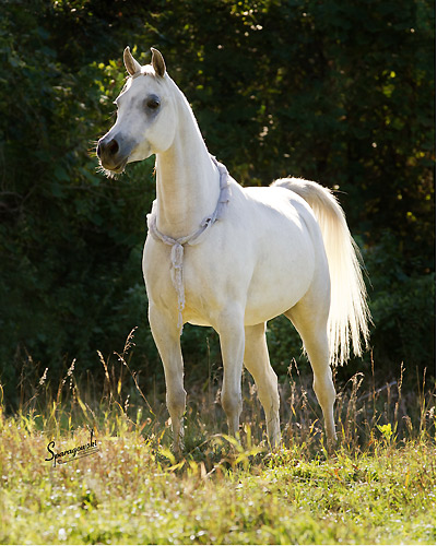 Safina Al Badia ( Al Adeed Al Shaqab x Ramses Effendi )