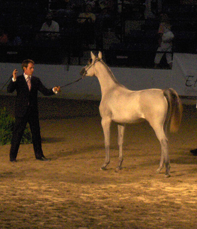 Safina Al Badia ( Al Adeed Al Shaqab x Ramses Effendi )