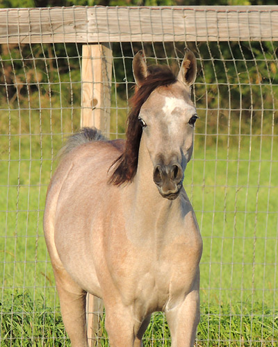 Safir Al Badia ( Laheeb Al Nasser x Amal Al Badia )