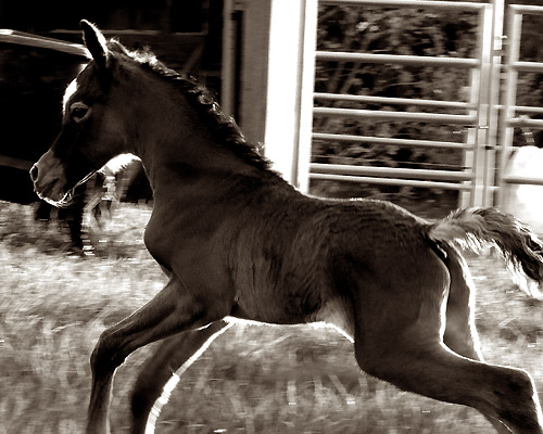 Safir Al Badia ( Laheeb Al Nasser x Amal Al Badia )