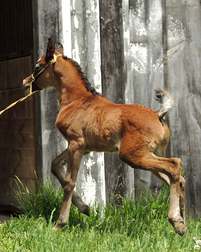 Safir Al Badia ( Laheeb Al Nasser x Amal Al Badia )