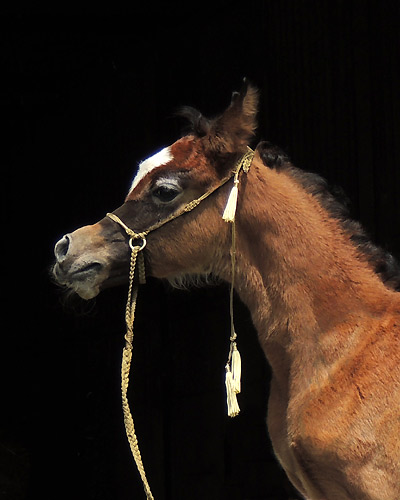 Safir Al Badia ( Laheeb Al Nasser x Amal Al Badia )