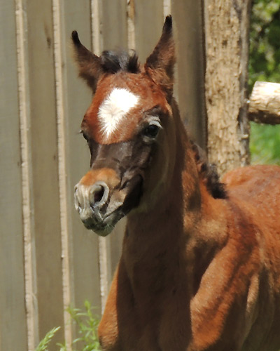 Safir Al Badia ( Laheeb Al Nasser x Amal Al Badia )