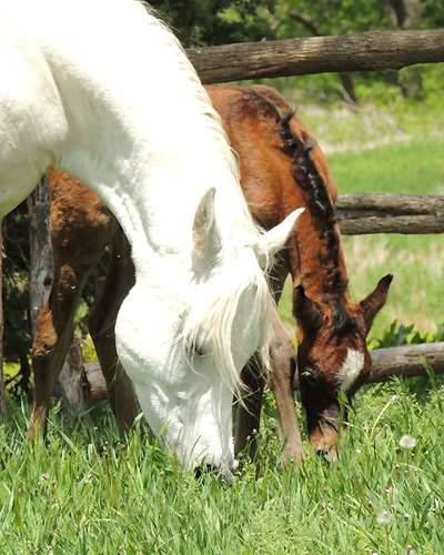 Safir Al Badia ( Laheeb Al Nasser x Amal Al Badia )