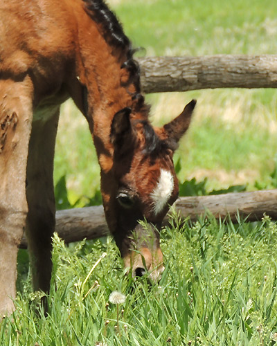 Safir Al Badia ( Laheeb Al Nasser x Amal Al Badia )