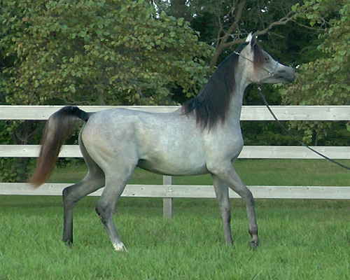 Saidat Al Badia ( Laheeb Al Nasser x Amal Al Badia )