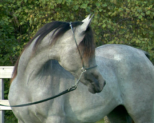 Saidat Al Badia ( Laheeb Al Nasser x Amal Al Badia )