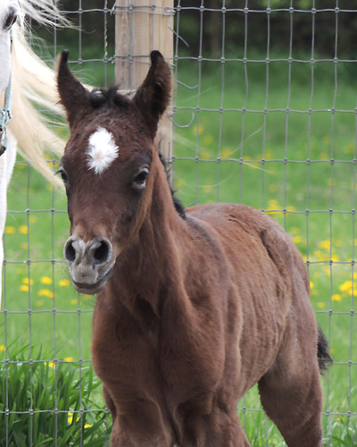 Saidat Al Badia ( Laheeb Al Nasser x Amal Al Badia )