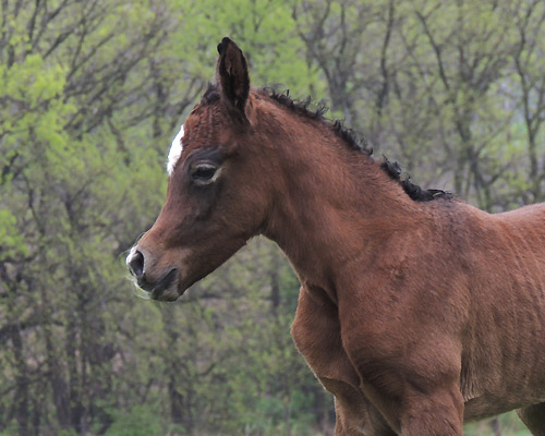 Saidat Al Badia ( Laheeb Al Nasser x Amal Al Badia )