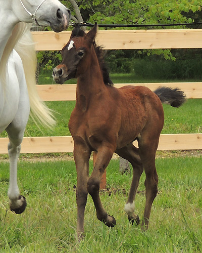 Saidat Al Badia ( Laheeb Al Nasser x Amal Al Badia )