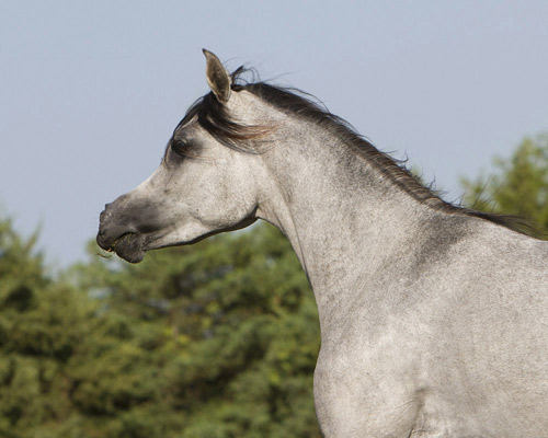 Saidat Al Badia ( Laheeb Al Nasser x Amal Al Badia )