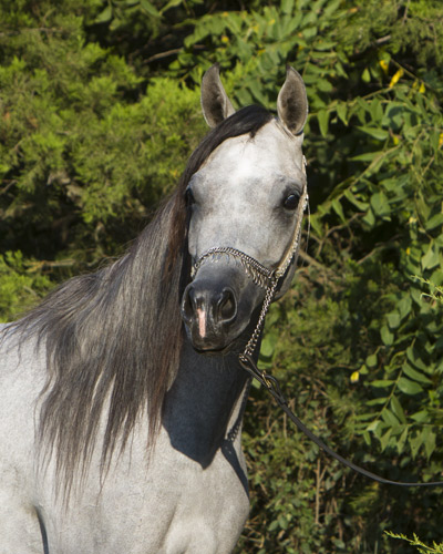 Saidat Al Badia ( Laheeb Al Nasser x Amal Al Badia )