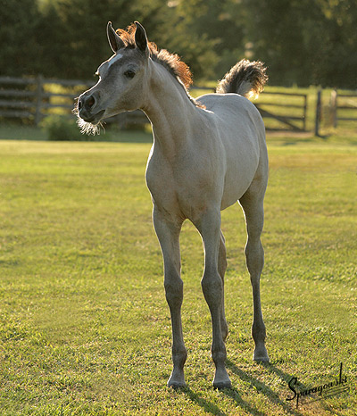 Safina Al Badia ( Al Adeed Al Shaqab x Ramses Effendi )