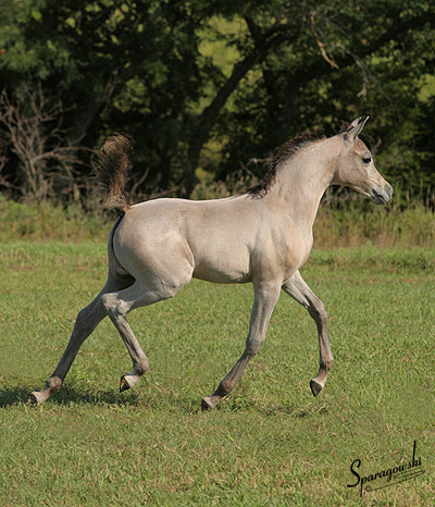 Safina Al Badia ( Al Adeed Al Shaqab x Ramses Effendi )