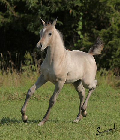 Safina Al Badia ( Al Adeed Al Shaqab x Ramses Effendi )