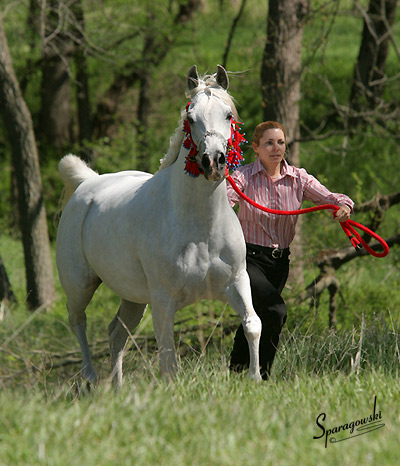 SA Alaa Sashay ( Ali Zaar x Ramses Effendi )