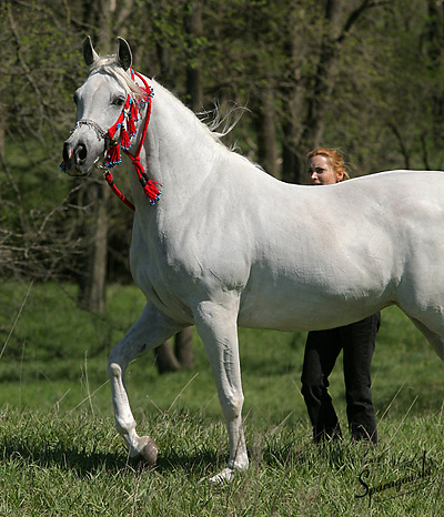 SA Alaa Sashay ( Ali Zaar x Ramses Effendi )