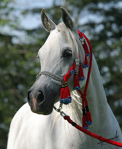 SA Alaa Sashay ( Ali Zaar x Ramses Effendi )