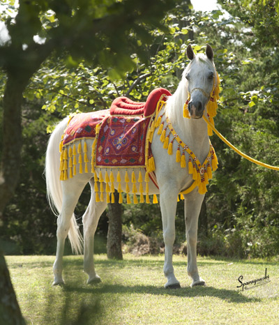 SA Alaa Sashay ( Ali Zaar x Ramses Effendi )