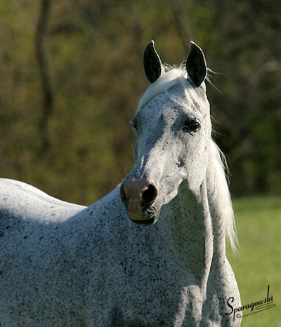 Shadenn ( Shaikh Al Badi x El Sharie )