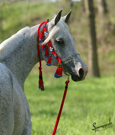 Shadenn ( Shaikh Al Badi x El Sharie )