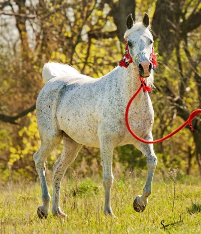 Shadenn ( Shaikh Al Badi x El Sharie )