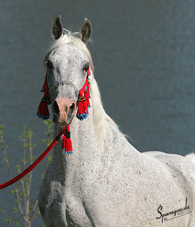 Shadenn ( Shaikh Al Badi x El Sharie )