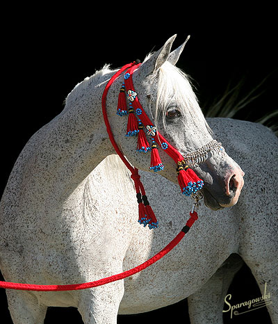 Shadenn ( Shaikh Al Badi x El Sharie )