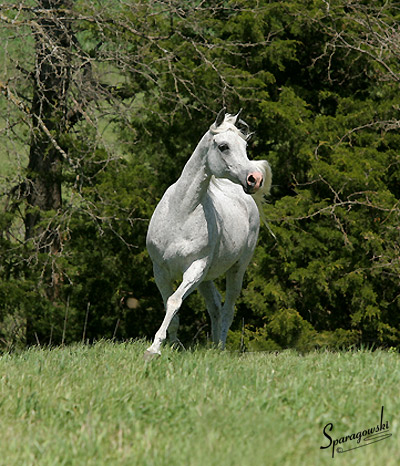 Shadenn ( Shaikh Al Badi x El Sharie )