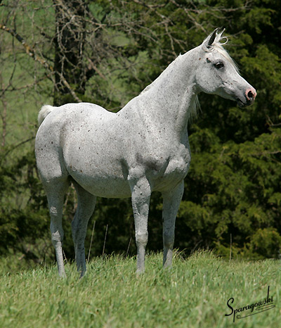 Shadenn ( Shaikh Al Badi x El Sharie )