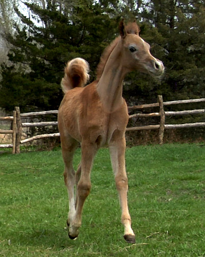 Wakil Al Badia ( DeSha Daheez x Safina Al Badia 